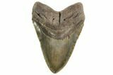 Giant, Fossil Megalodon Tooth - Foot Shark! #192473-1
